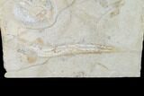 Cretaceous Shark, Ray, Fish & Shrimp Association - Lebanon #88989-6